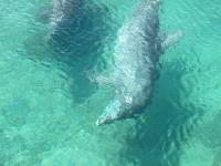 dolphin 2 